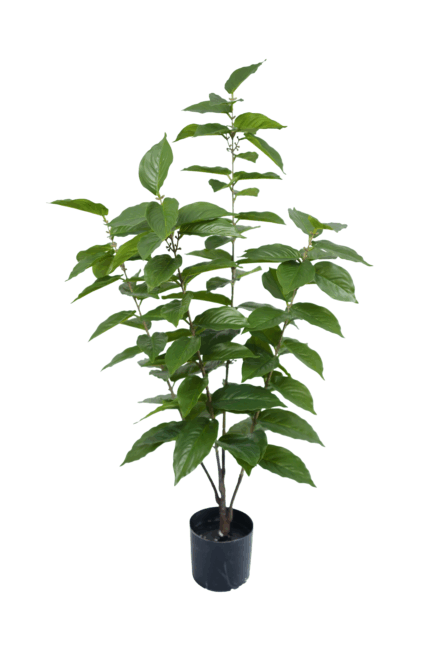 3 ft. Artificial Wintersweet Leaves - Lifelike Faux Wintersweet for Wholesale