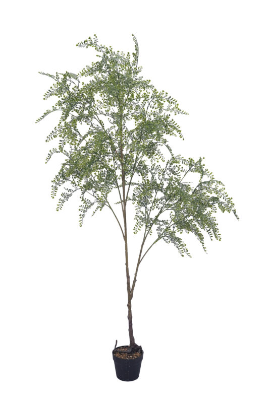 Artificial rue tree with feathery blue-green foliage for commercial installations