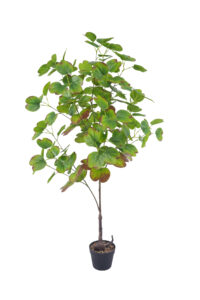 4.2 ft. Artificial Horseshoe Leaves - Lifelike Faux Horseshoe Plant for Wholesale