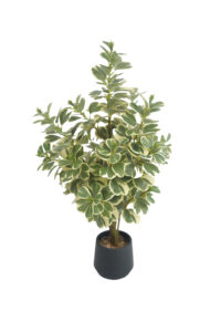 3 ft. Artificial Variegated Ficus Triangularis - Lifelike Faux Ficus Triangularis for Wholesale