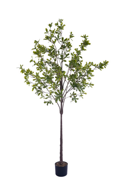 5.9 ft. Real-touch Artificial Cleyera - Real-touch Cleyera Wholesale