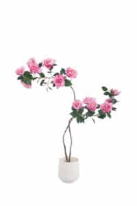 Camellia Flower Detail - Camellia Flower China Factory