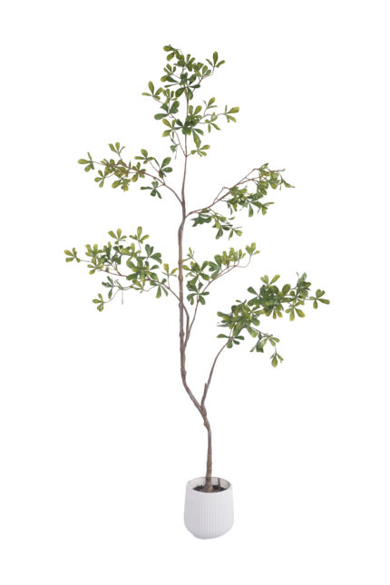 5.5 ft. Real-touch Artificial Cleyera - Real-touch Cleyera Wholesale