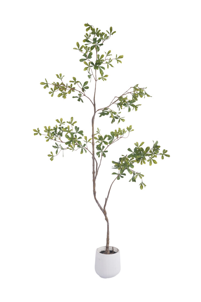 5.5 ft. Real-touch Artificial Cleyera - Real-touch Cleyera Wholesale