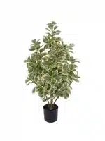 2.6ft Artificial Ficus Triangularis | Variegated Foliage | Artificial Plant - 20-2