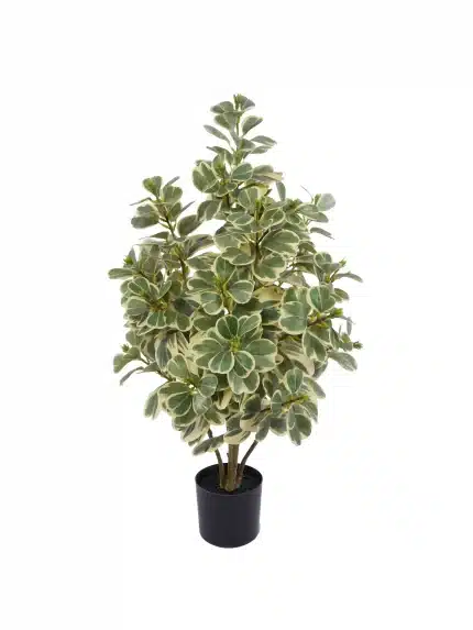2.6ft Artificial Ficus Triangularis | Variegated Foliage | Artificial Plant - 20-2