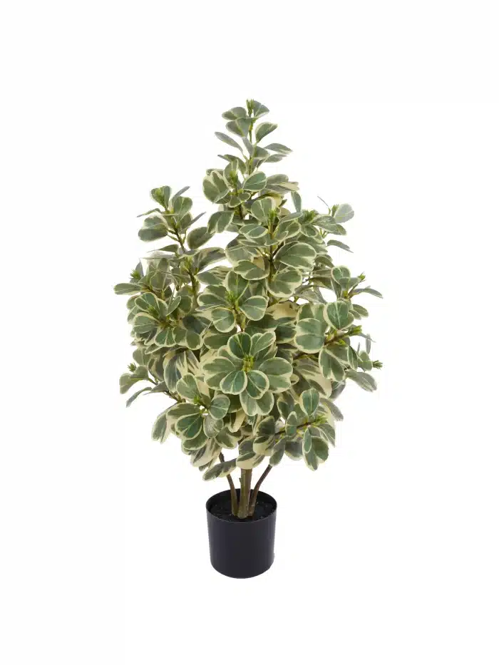 2.6ft Artificial Ficus Triangularis | Variegated Foliage | Artificial Plant - 20-2