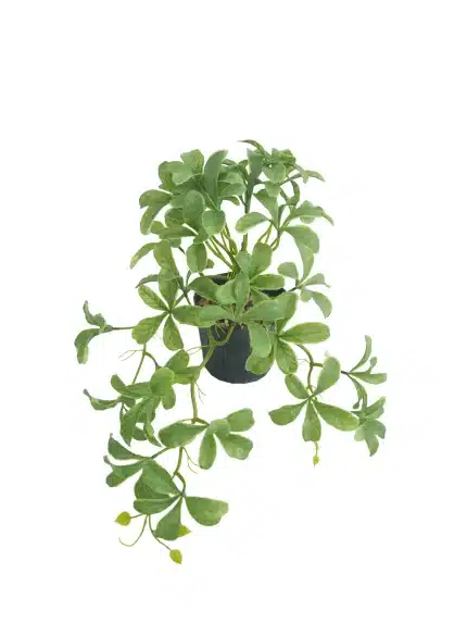 Artificial Potted Cleyera - 262