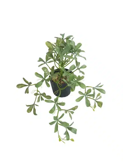 Artificial Potted Cleyera - 263