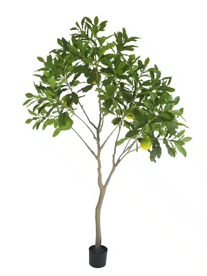 Stunning 7ft Pomelo Tree | Lifelike Fruit - 277