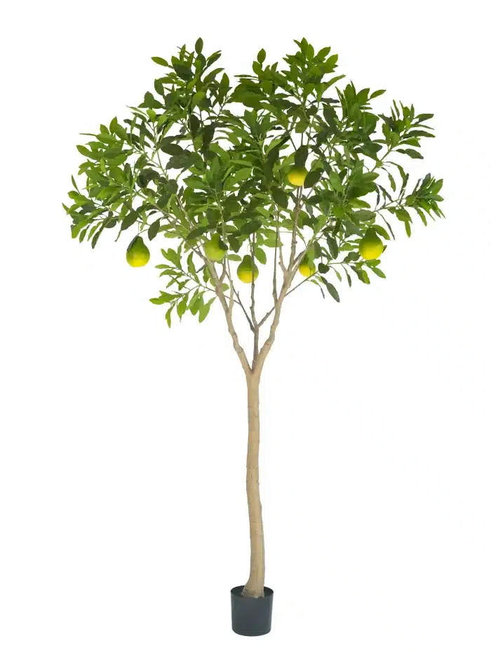 Beautiful 8.5ft Pomelo Tree | Statement Design - 278