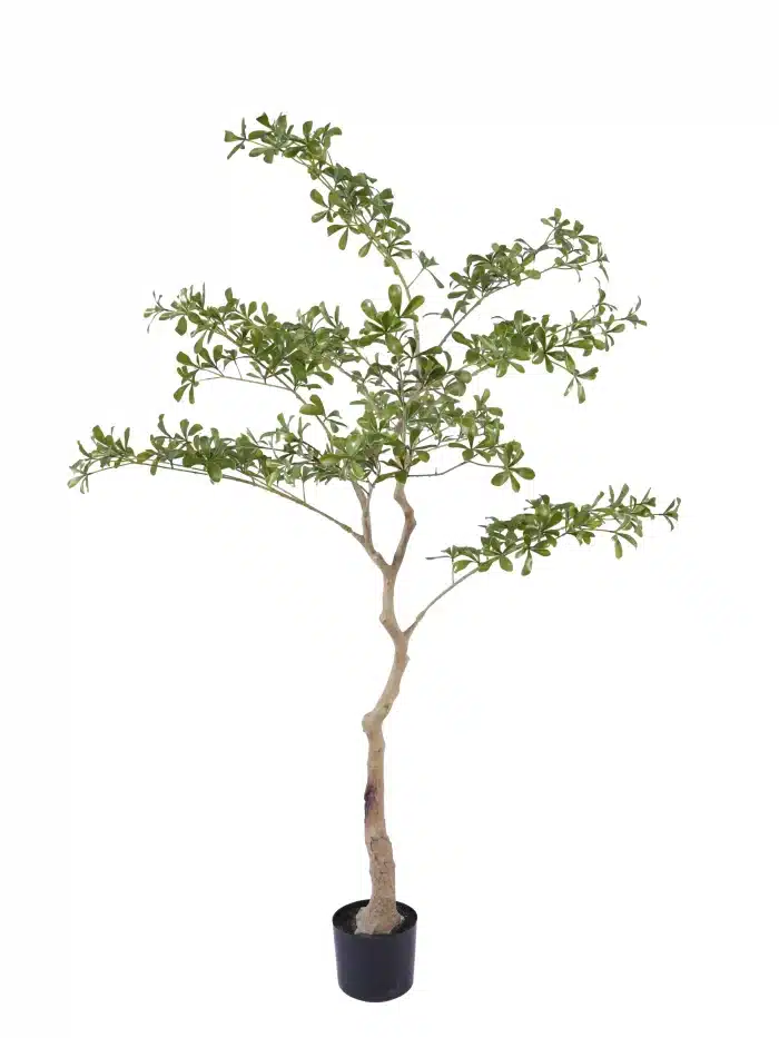 Lifelike 5.7ft Cleyera Tree | Real-Touch Foliage - 279