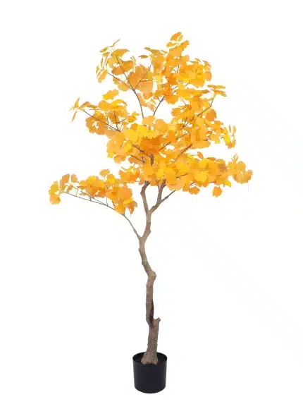 amazing 6ft ginkgo tree - 281