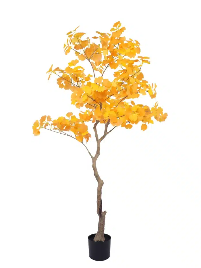 amazing 6ft ginkgo tree - 281