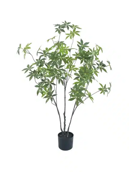 best 4ft pieris tree - 283
