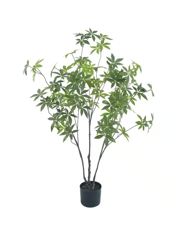 best 4ft pieris tree - 283