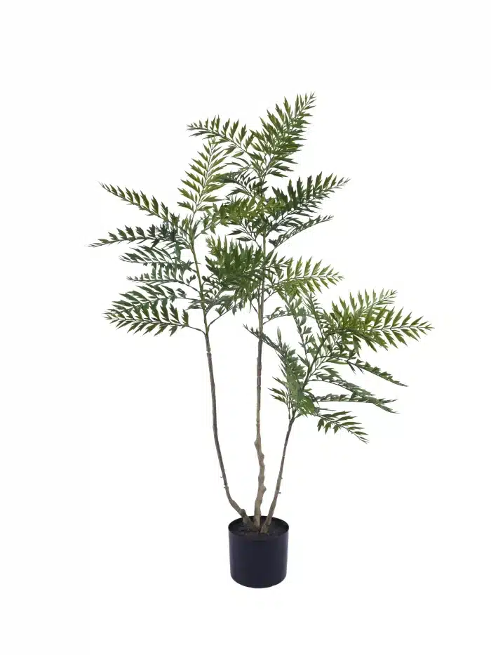 best 4ft foxtail fern - 303-1