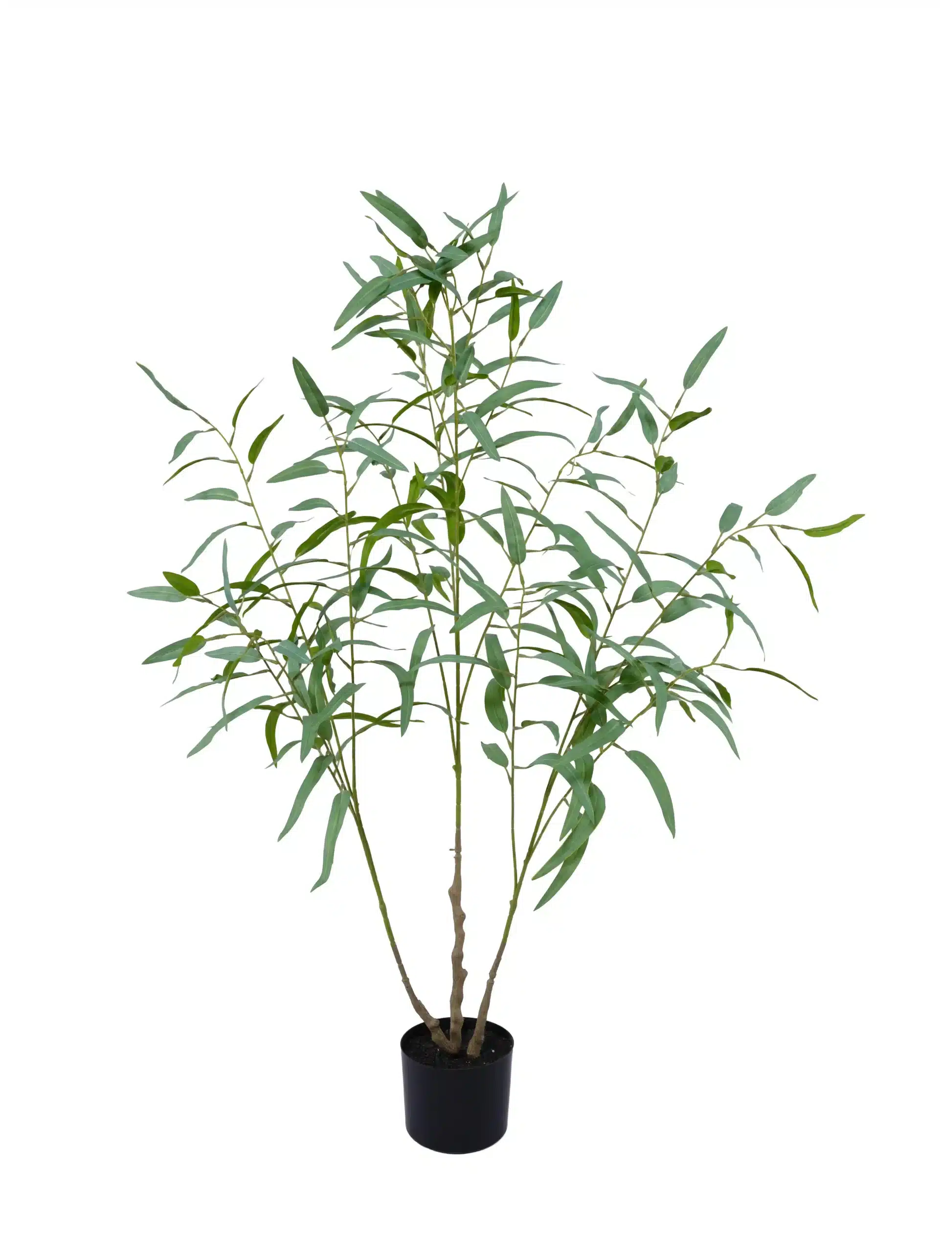 Amazing 4ft Eucalyptus Tree | Compact Silver Leaf Design amazing 4ft eucalyptus tree - 314