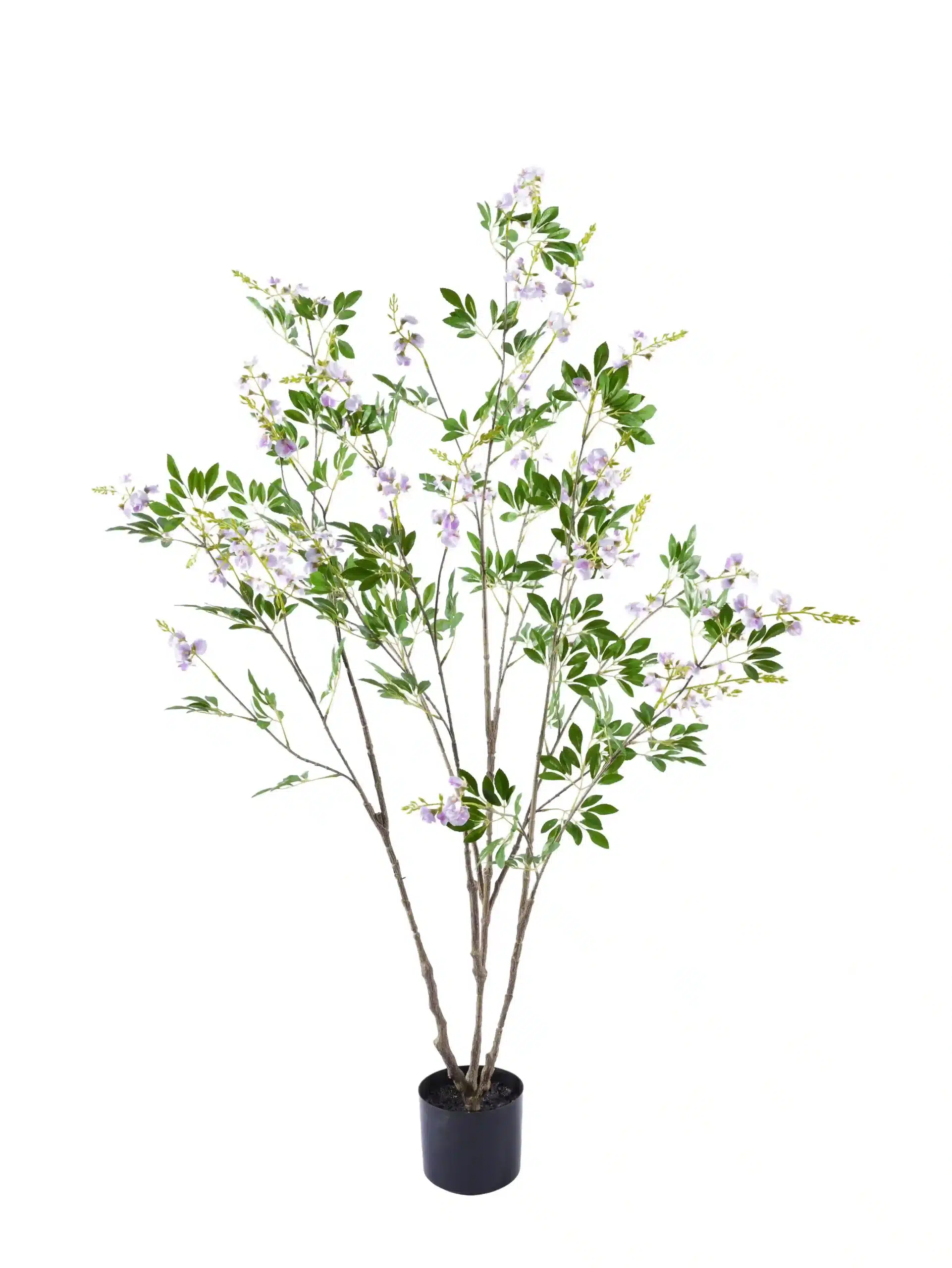 372-1 (1) amazing 4ft bauhinia tree light purple