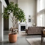 Stunning 7ft Pomelo Tree | Lifelike Fruit - rd00277_scene_1
